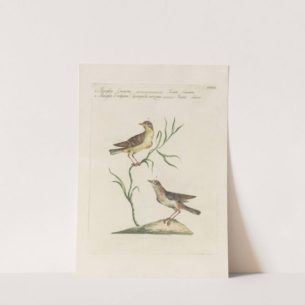 Ornithologia methodice digesta Pl.374 by Saverio Manetti