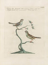 Ornithologia methodice digesta Pl.375