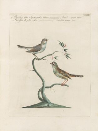 Ornithologia methodice digesta Pl.375