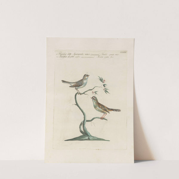 Ornithologia methodice digesta Pl.375 by Saverio Manetti