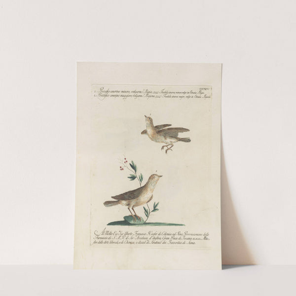 Ornithologia methodice digesta Pl.377 by Saverio Manetti