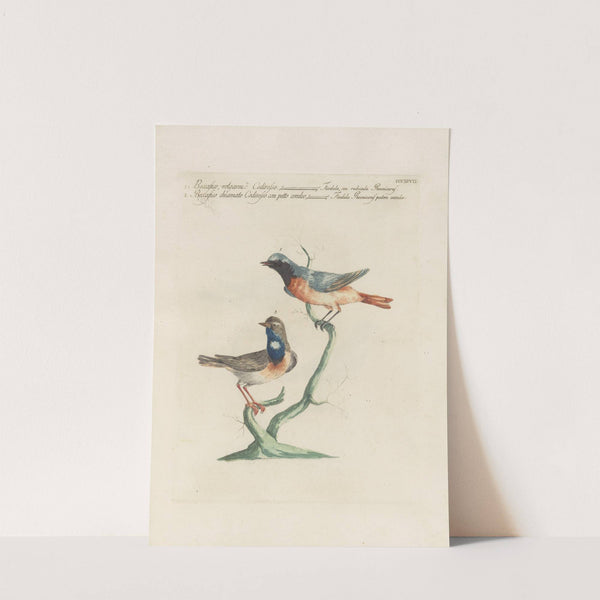 Ornithologia methodice digesta Pl.379 by Saverio Manetti