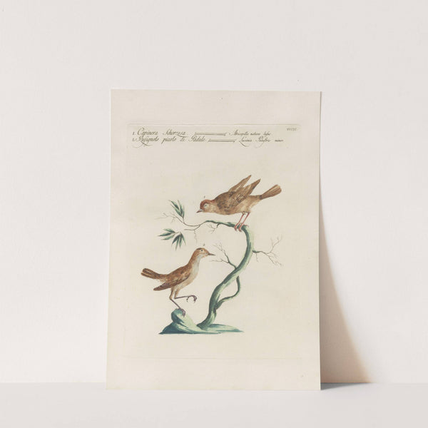 Ornithologia methodice digesta Pl.381 by Saverio Manetti