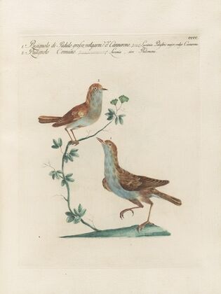 Ornithologia methodice digesta Pl.382