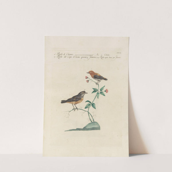 Ornithologia methodice digesta Pl.383 by Saverio Manetti