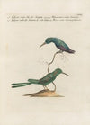 Ornithologia methodice digesta Pl.385