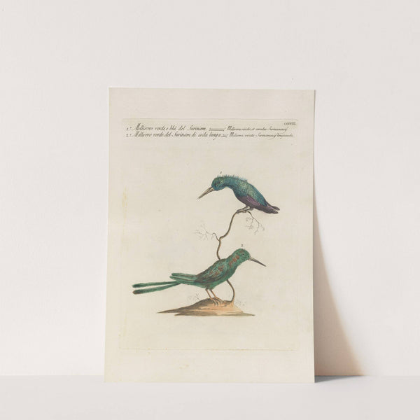 Ornithologia methodice digesta Pl.385 by Saverio Manetti