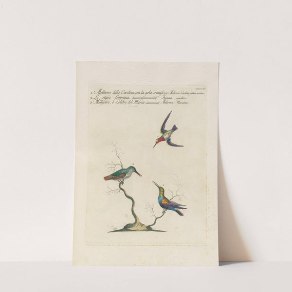 Ornithologia methodice digesta Pl.386 by Saverio Manetti