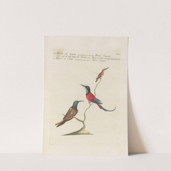 Ornithologia methodice digesta Pl.387 by Saverio Manetti