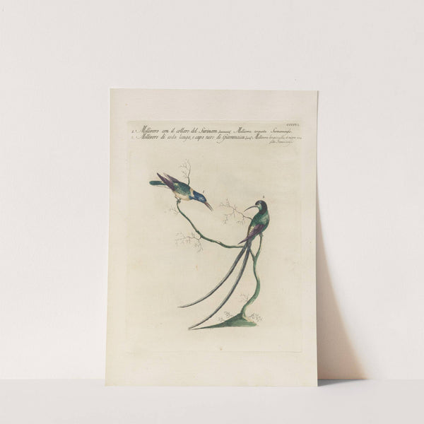 Ornithologia methodice digesta Pl.388 by Saverio Manetti