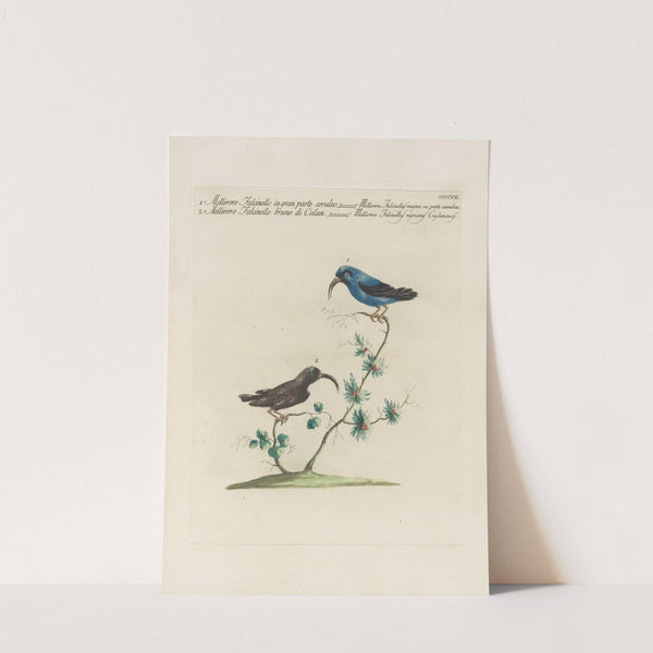 Ornithologia methodice digesta Pl.389 by Saverio Manetti