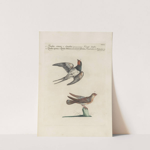 Ornithologia methodice digesta Pl.391 by Saverio Manetti