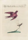 Ornithologia methodice digesta Pl.393