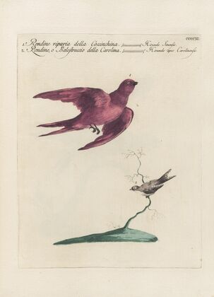 Ornithologia methodice digesta Pl.393