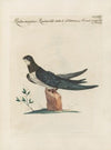 Ornithologia methodice digesta Pl.395