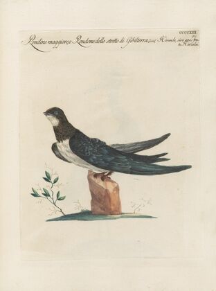 Ornithologia methodice digesta Pl.395