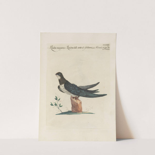 Ornithologia methodice digesta Pl.395 by Saverio Manetti