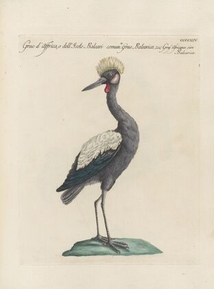 Ornithologia methodice digesta Pl.396