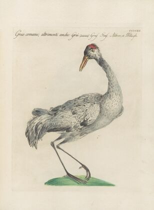 Ornithologia methodice digesta Pl.397