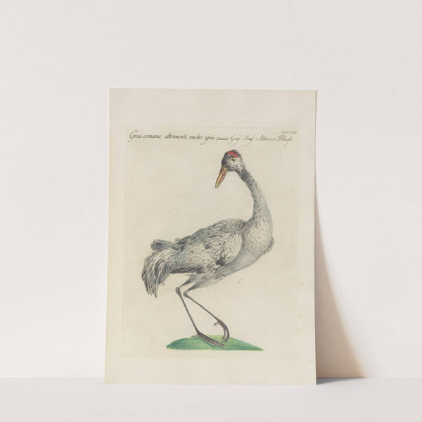 Ornithologia methodice digesta Pl.397 by Saverio Manetti