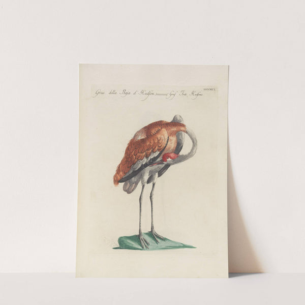 Ornithologia methodice digesta Pl.398 by Saverio Manetti