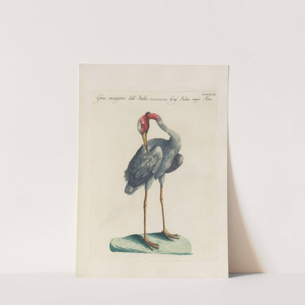 Ornithologia methodice digesta Pl.399 by Saverio Manetti