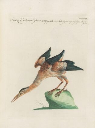 Ornithologia methodice digesta Pl.400