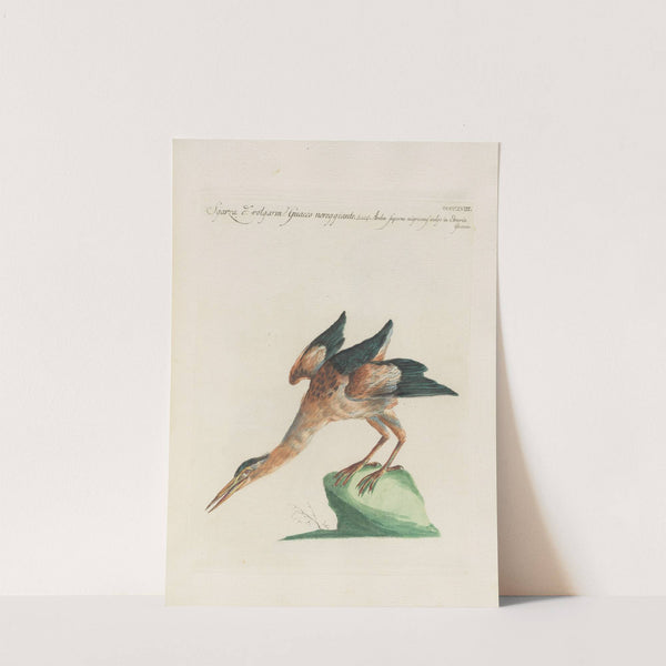 Ornithologia methodice digesta Pl.400 by Saverio Manetti