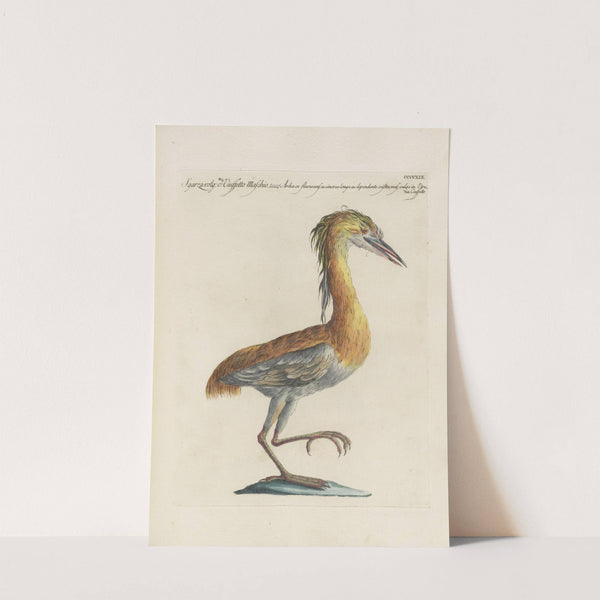 Ornithologia methodice digesta Pl.401 by Saverio Manetti