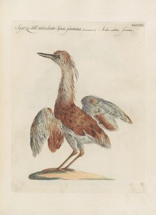 Ornithologia methodice digesta Pl.402