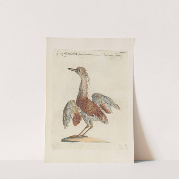 Ornithologia methodice digesta Pl.402 by Saverio Manetti