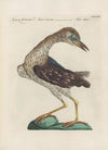 Ornithologia methodice digesta Pl.403