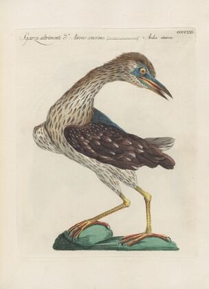 Ornithologia methodice digesta Pl.403