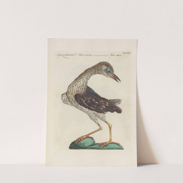 Ornithologia methodice digesta Pl.403 by Saverio Manetti