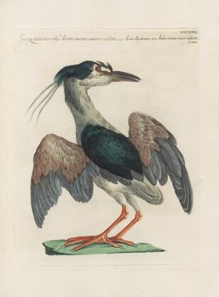 Ornithologia methodice digesta Pl.404