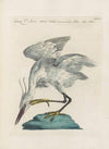Ornithologia methodice digesta Pl.405