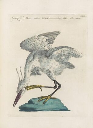 Ornithologia methodice digesta Pl.405