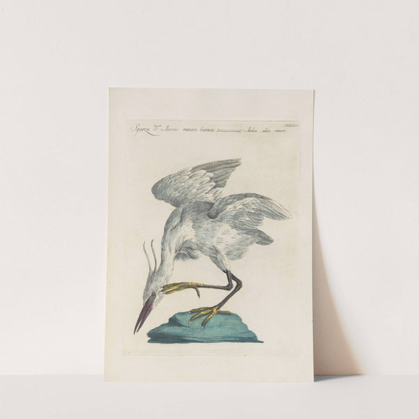 Ornithologia methodice digesta Pl.405 by Saverio Manetti