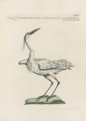 Ornithologia methodice digesta Pl.406