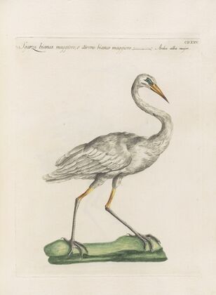 Ornithologia methodice digesta Pl.407