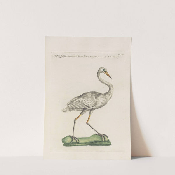 Ornithologia methodice digesta Pl.407 by Saverio Manetti