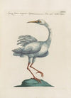 Ornithologia methodice digesta Pl.408