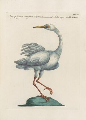 Ornithologia methodice digesta Pl.408