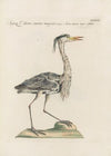 Ornithologia methodice digesta Pl.409