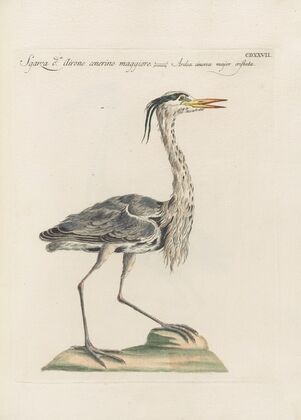 Ornithologia methodice digesta Pl.409