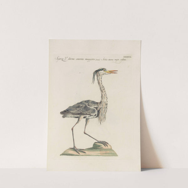 Ornithologia methodice digesta Pl.409 by Saverio Manetti