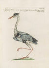 Ornithologia methodice digesta Pl.410