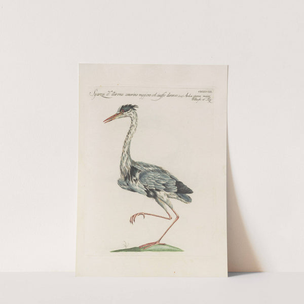 Ornithologia methodice digesta Pl.410 by Saverio Manetti