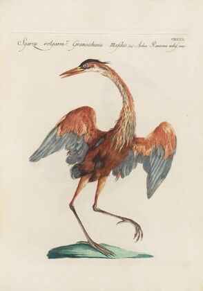 Ornithologia methodice digesta Pl.412
