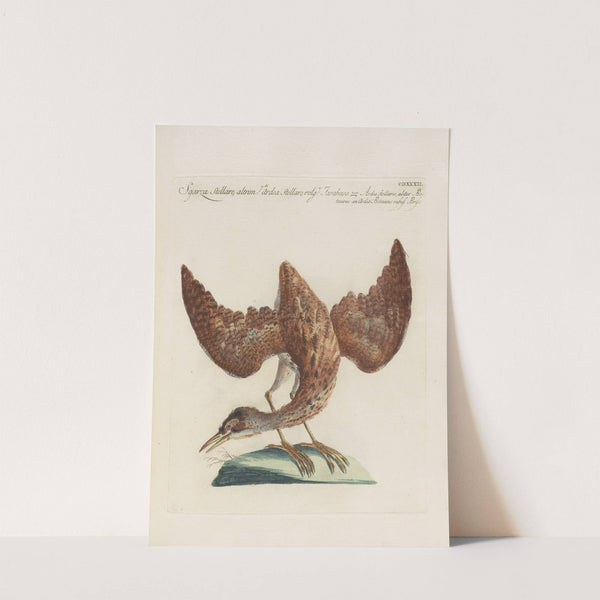 Ornithologia methodice digesta Pl.414 by Saverio Manetti